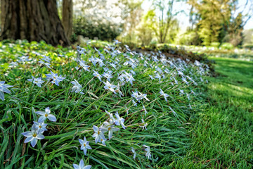 Colorful flower and flowers in german gardens
