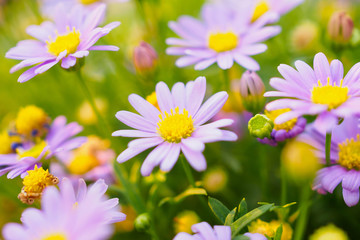 Fototapeta premium Beautiful daisy flowers on green meadow