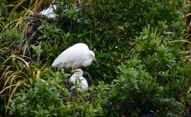 White Heron with chick