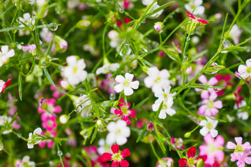 Beautiful Babysbreath gypsophila flowers on green meadow with water drops