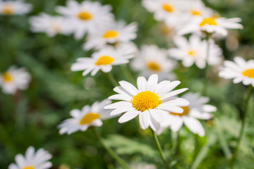 Naklejka na ściany i meble Beautiful white camomiles daisy flowers field on green meadow