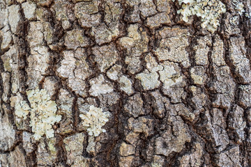 Tree bark texture
