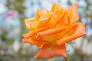 Beautiful fresh natural roses in flower garden
