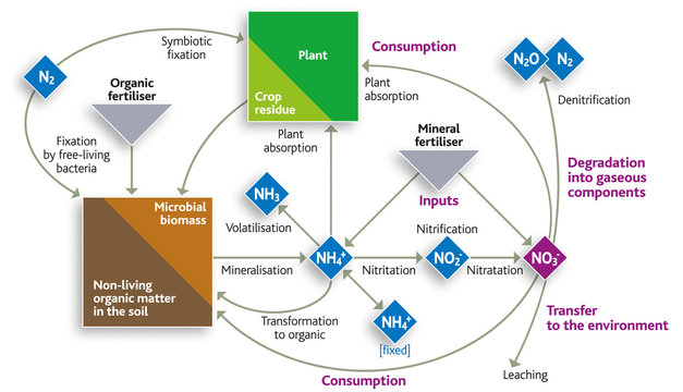 Chimie - Le cycle de l’azote [EN The nitrogen cycle]
