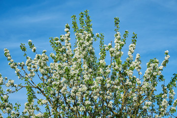 Natur Frühling 2018 Kirschbaum zur Blütezeit