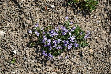Colorful flower and flowers in german gardens
