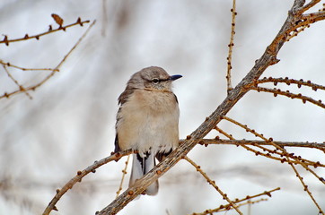 Northern Mockingbird
