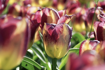 Fototapeta premium I tulipani nell'aiuola.