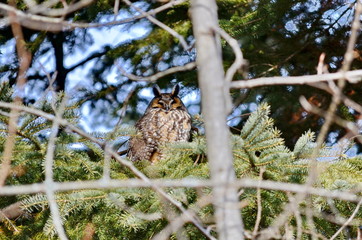 Long-eared Owl in the wild