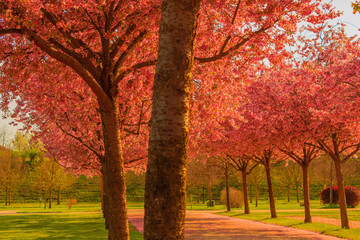 an avenue of blooming cherry trees /an explosion of blooming cherry tree in a park