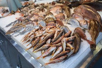 Red striped mullet and other sea fishes on the counter in a greek fish shop.