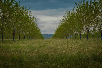 green grass between rows of trees on orchard under blue summer sky