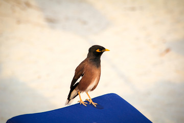 Hirtenmania, Hirtenstar, Common myna, (Acridotheres tristis)