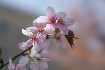Spring blossoms