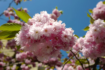 cerisier fleur gros plan