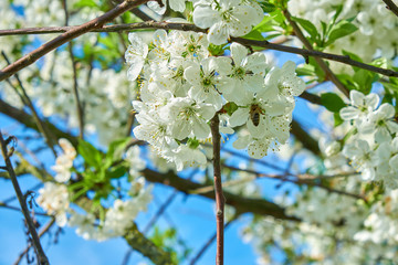 Kirschbaum zur Blütezeit