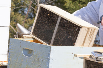 Installing a bee package