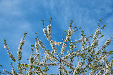 Kirschbaum zur Blütezeit
