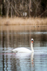 Schwan auf einem Teich