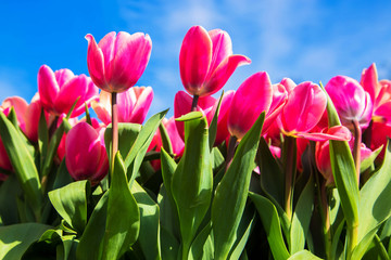 Blooming tulips against the blue sky.
