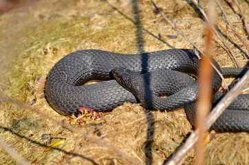 Fototapeta premium Melanistic Eastern Garter Snake in natural habitat