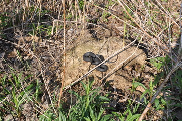 Melanistic Eastern Garter Snake in natural habitat