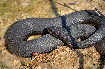 Melanistic Eastern Garter Snake in natural habitat