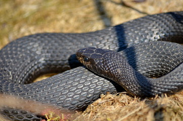 Melanistic Eastern Garter Snake in natural habitat