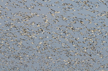 Greater Snow Geese migrating south in the fall 