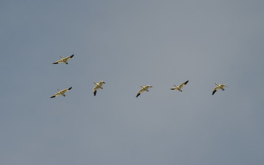 Fototapeta premium Greater Snow Geese migrating south in the fall 