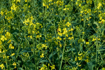 Natur Frühling 2018