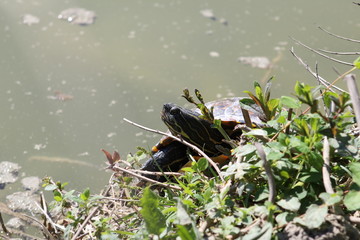 tartaruga