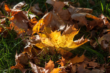 Autumn leaves on the ground during autumn in Östergötland, Sweden