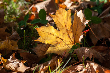 Autumn leaves on the ground during autumn in Östergötland, Sweden