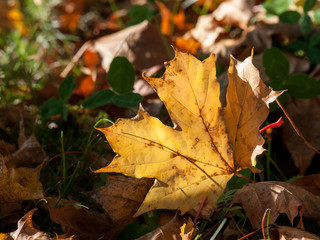Autumn leaves on the ground during autumn in Östergötland, Sweden