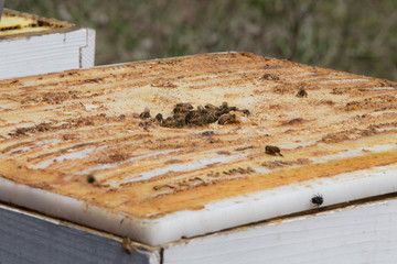 Bees on hive lid