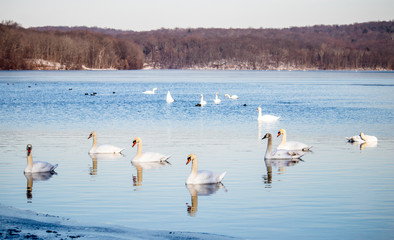Fototapeta na wymiar Swan Lake
