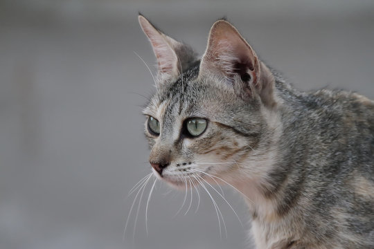 portrait of a dun cat