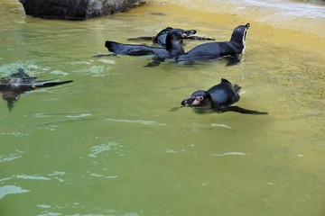 Group of Humboldt penguins swimming in basin