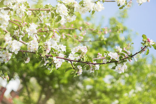 Photo of a beautiful pear blossom. Selective focus.