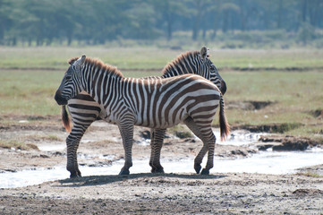 Obraz na płótnie Canvas Zebra in Lake Nakuru National Park Kenya