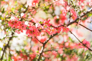 Fototapeta na wymiar spring tree with pink flowers. Pink flowering tree over nature background / Spring tree / Spring Background.