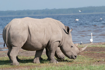 White Rhino in Lake Nakuru Kenya