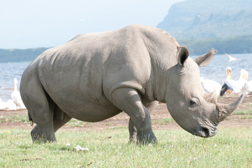 Naklejka premium White Rhino in Lake Nakuru Kenya