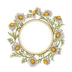 chamomile flower vector frame