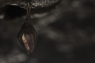Close up small sleeping horseshoe bat covered by wings, hanging upside down on top of cold natural rock cave while hibernating. Creative wildlife photography. Creatively illuminated blurry background.
