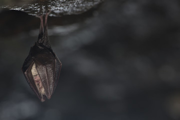 Close up small sleeping horseshoe bat covered by wings, hanging upside down on top of cold natural rock cave while hibernating. Creative wildlife photography. Creatively illuminated blurry background.
