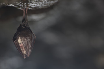 Fototapeta na wymiar Close up small sleeping horseshoe bat covered by wings, hanging upside down on top of cold natural rock cave while hibernating. Creative wildlife photography. Creatively illuminated blurry background.