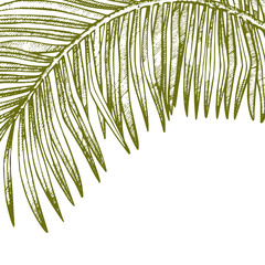 Obraz premium Summer tropical leaves vector design. Floral background illustration. Invitation or card design with jungle leaves.