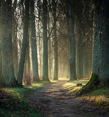 Fototapeta premium tree alley